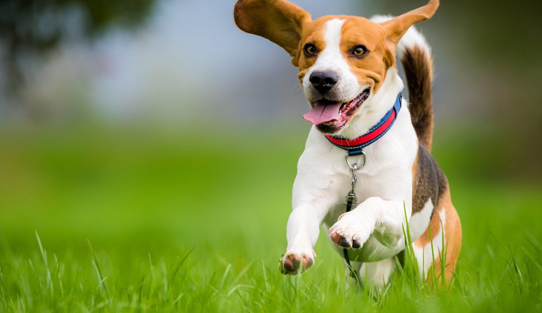 What is the best grass to use for dogs?