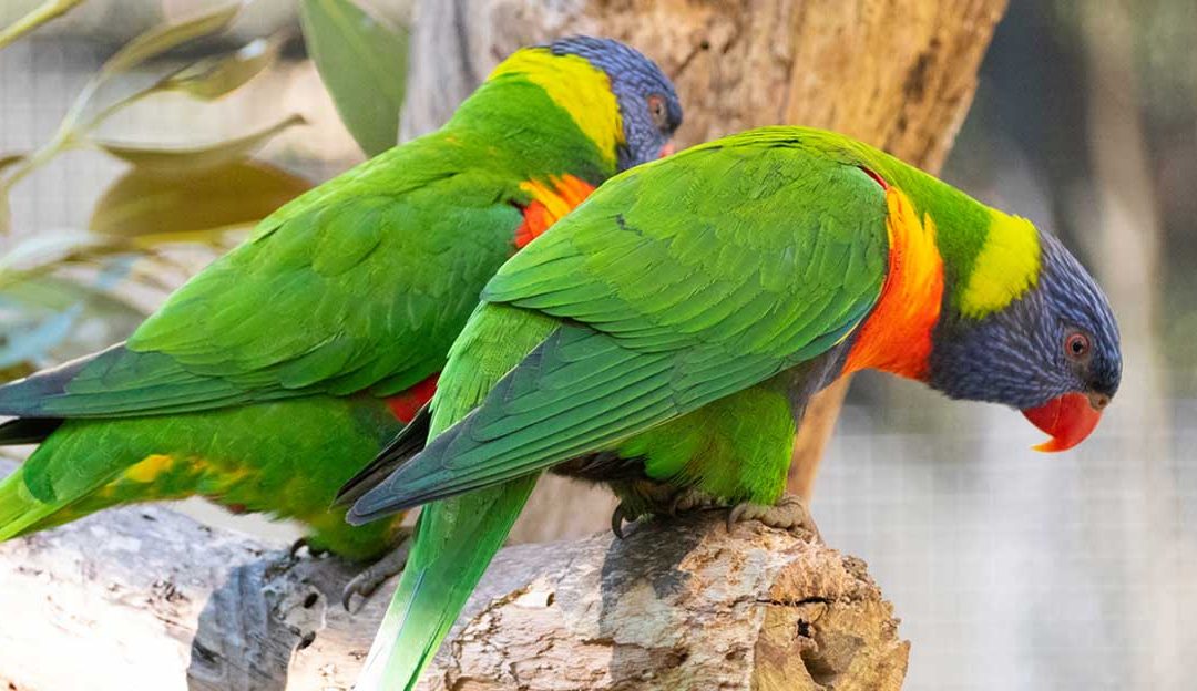 What plants will attract native wildlife in Melbourne?