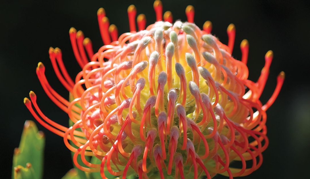 Waratah (Telopea): Australia’s Floral Emblem and Landscape Design Delight