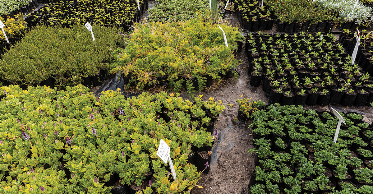 choosing plants for landscaping